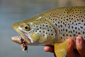 Brown Trout on giant cicada