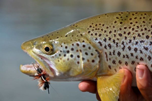 Green River Fly Fishing Guides In Dutch John, Utah - Fish The Green!